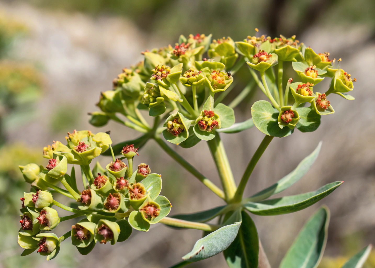 O que é a Euphorbia Umbellata? 