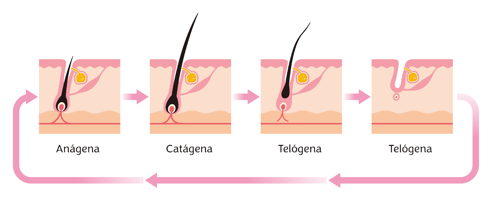 processo genetico da calvicie