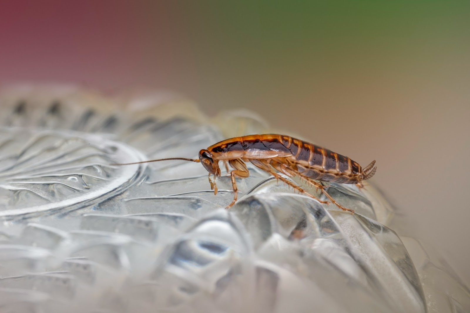 cockroach on glass