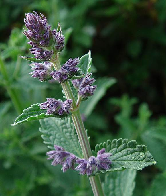 Catmint Varieties and Cultivars