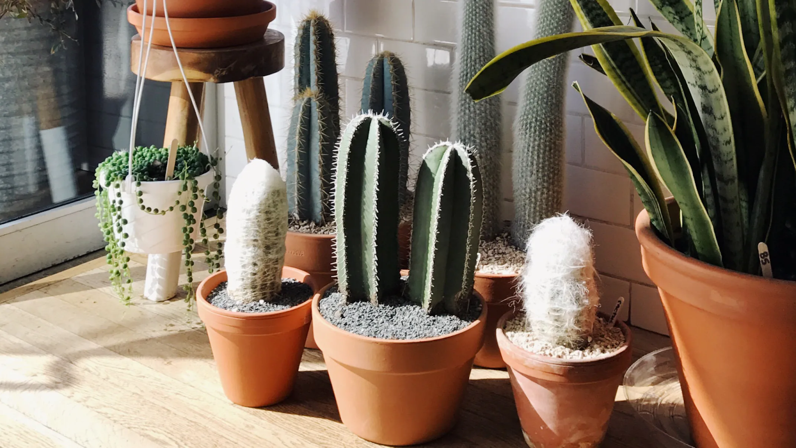 How to Enhance Aesthetics with Low-Light Plants