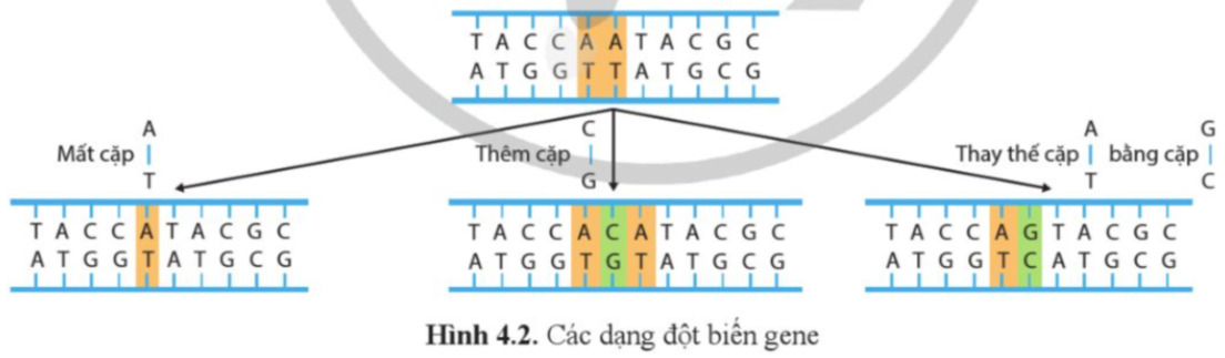 BÀI 4. ĐỘT BIẾN GENE