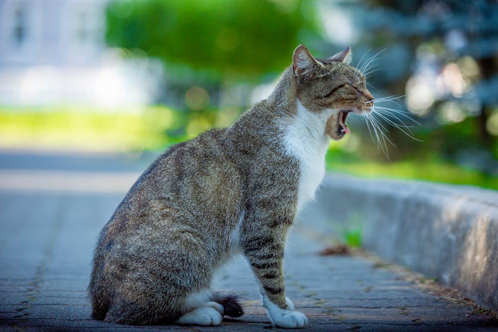 A Cat Sitting on Pavement