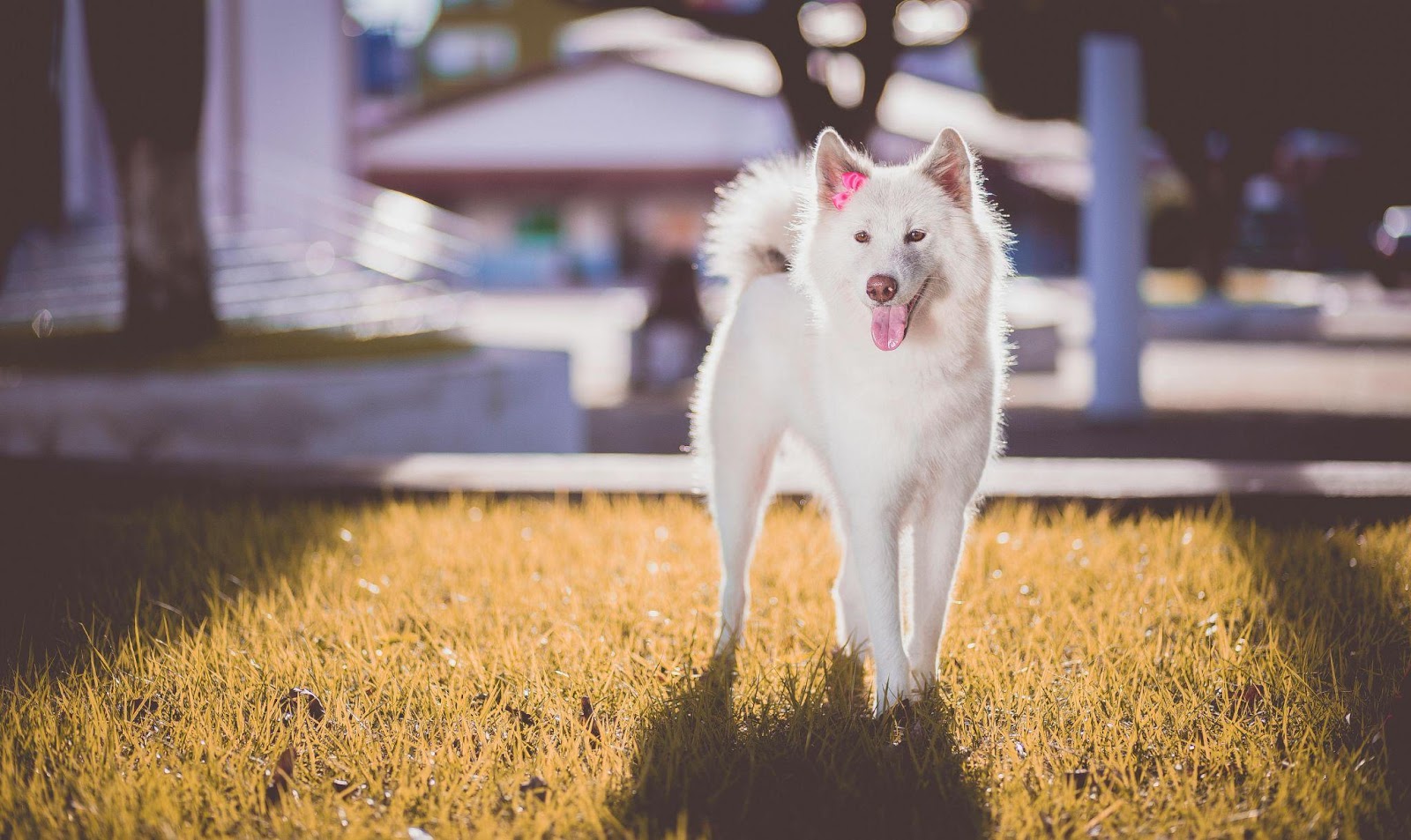 Akitas: The Proud and Dignified