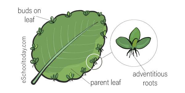 What is vegetative propagation in asexual reproduction?