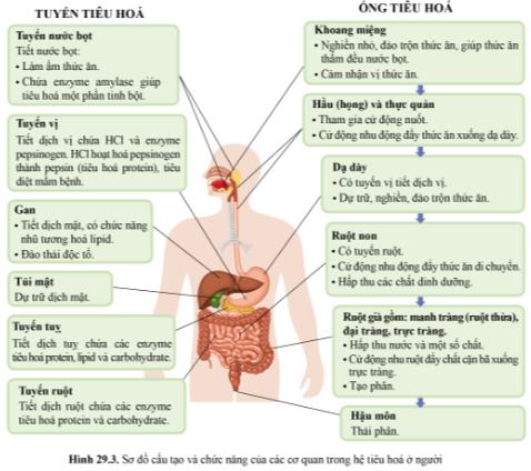 BÀI 29 - DINH DƯỠNG VÀ TIÊU HÓA Ở NGƯỜI