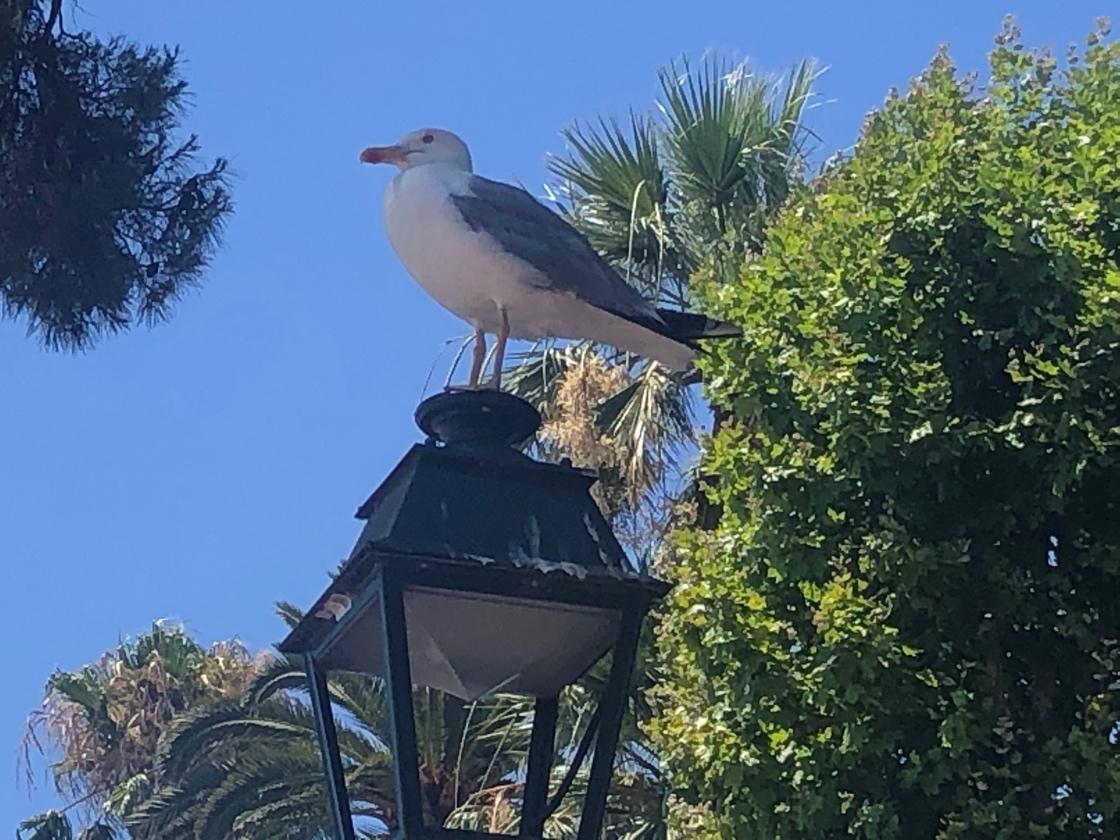 A bird standing on a lamp post

Description automatically generated