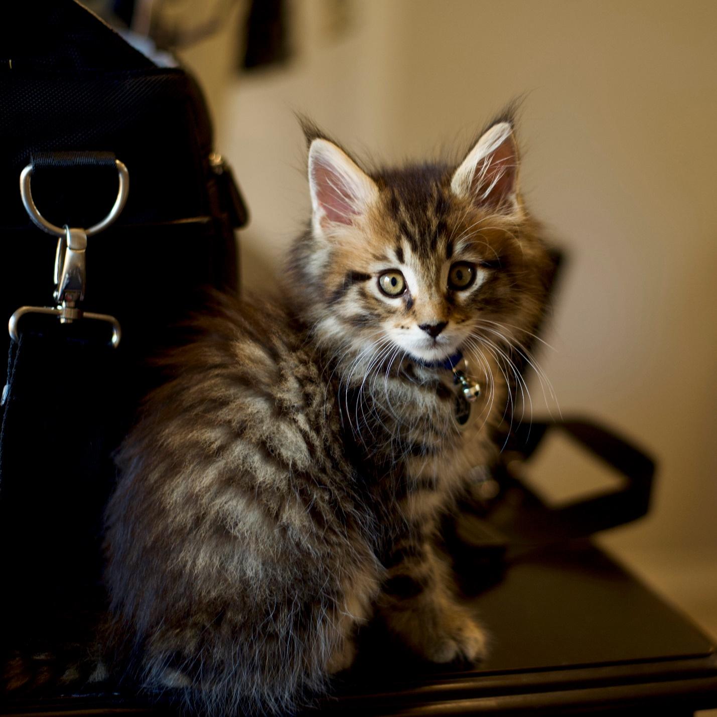 A cat sitting on a table

Description automatically generated