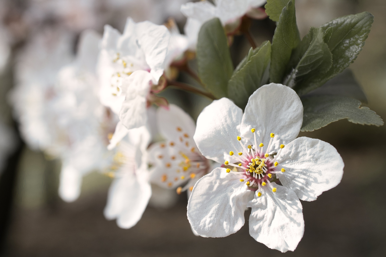 White cherry blossoms in full bloom, representing the beauty of trees enhanced by professional tree service.
