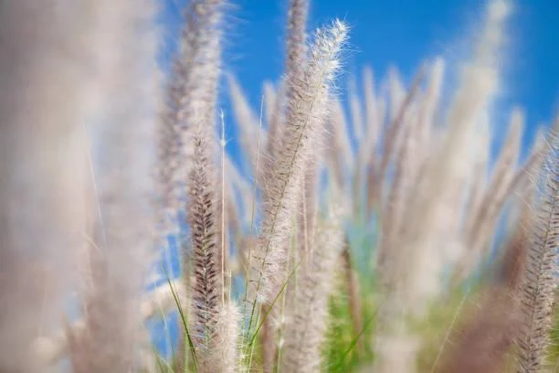 Soft Light and Wide Skies: 18 Beautiful Landscapes, soft light photos, sky landscapes, nature, forest, landscape, gentle scenes, atmospheric views