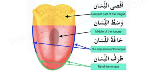 What Are Tongue Letters In Arabic?