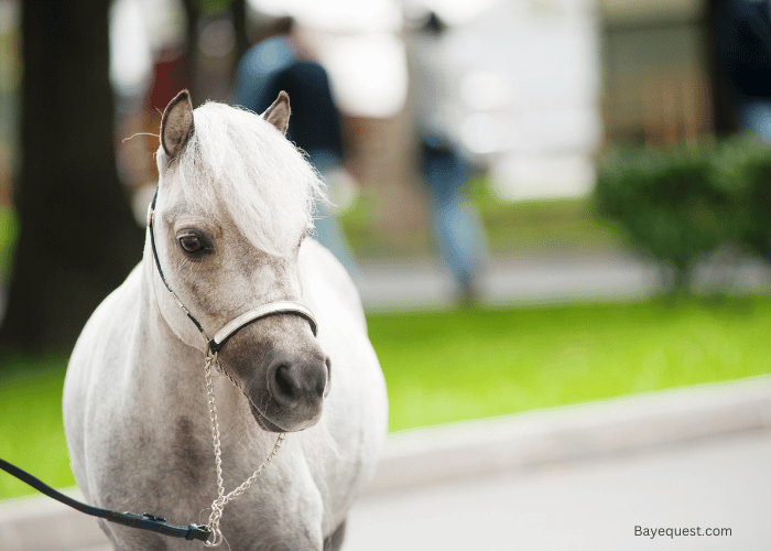 Miniature Horse