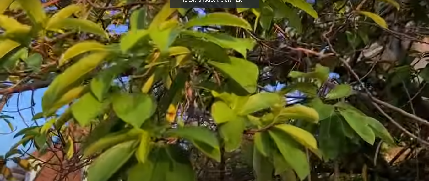 Soursop Leaf and Blood Pressure