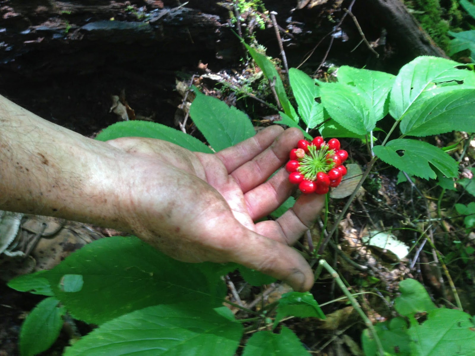 Why is It Illegal to Grow Ginseng: Shocking Legal Facts