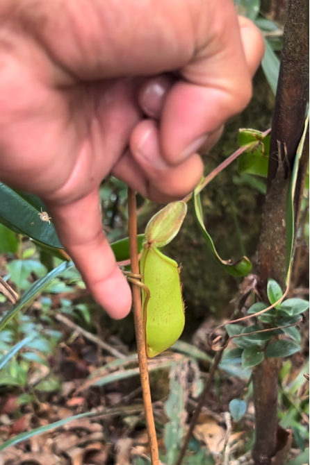 kinabalu day trip