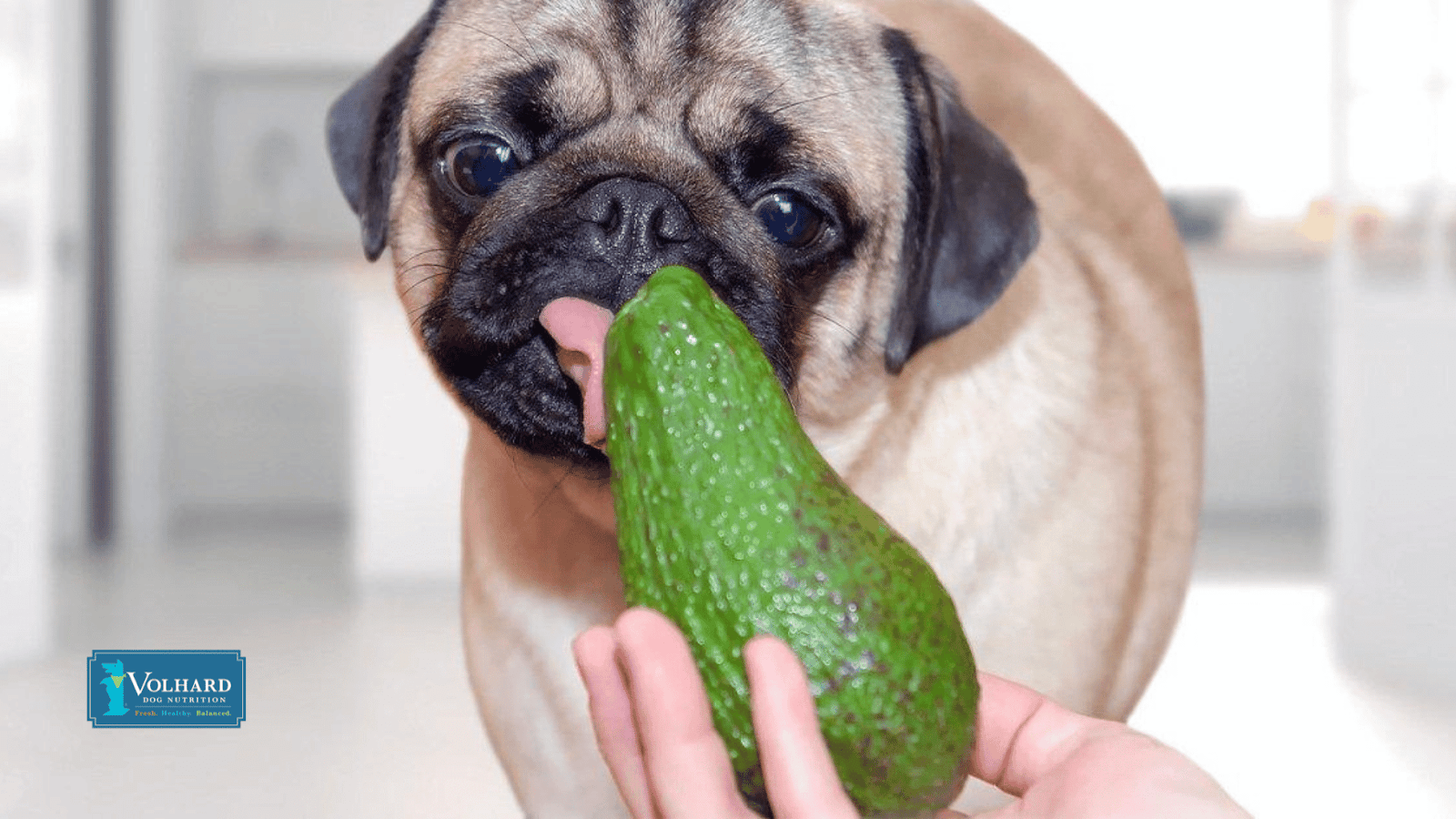 Is avocado bad for dog hotsell