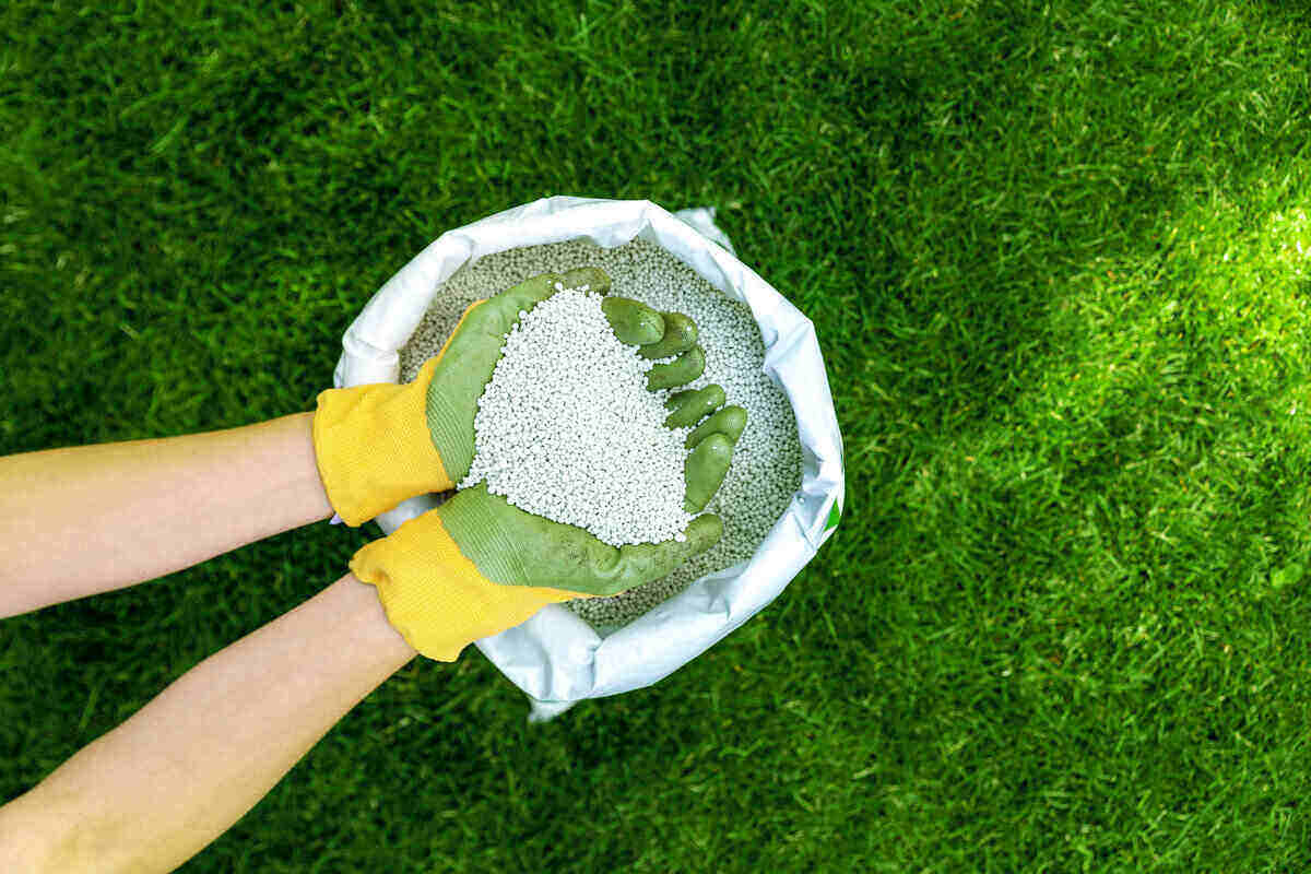 Fertilizer for Lawn Grass