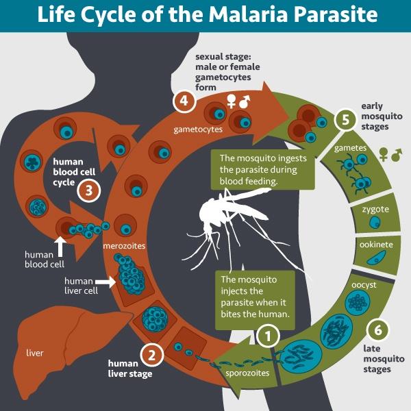 https://irp.nih.gov/sites/default/files/media/image/2022-08/malaria%20lifecycle.jpg