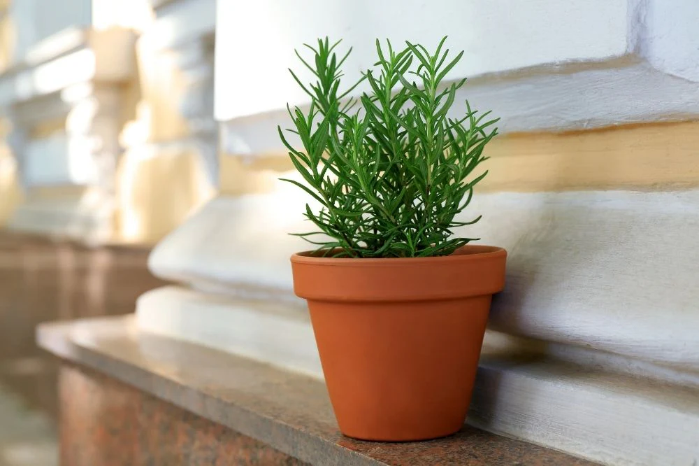 Growing rosemary at home