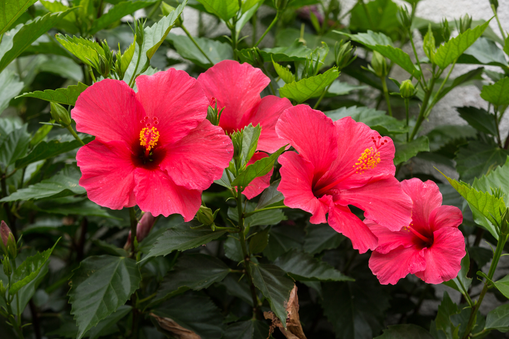 Hibiscus Flower