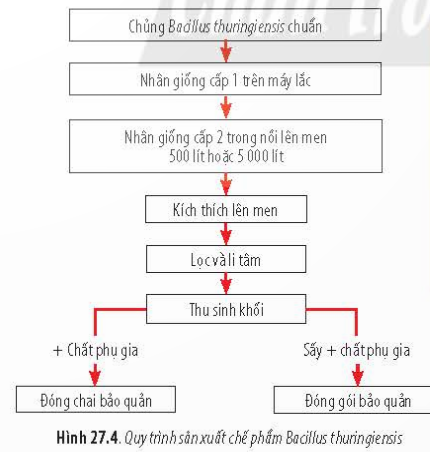 BÀI 27 - ỨNG DỤNG VI SINH VẬT TRONG THỰC TIỄNMỞ ĐẦUCâu 1: Để bảo quản rau, củ, quả dùng dần vào những tháng trái vụ hoặc khi thời tiết khắc nghiệt, người nông dân thường dùng biện pháp muối chua (lên men lactic). Vì sao khi muối chua, thực phẩm không bị các vi sinh vật khác phân hủy và có thể bảo quản được lâu hơn?Đáp án chuẩn:Khi muối chua, thực phẩm không bị các vi sinh vật khác phân hủy và có thể bảo quản được lâu hơn vì:- Ban đầu, tỷ lệ muối 5-6% trong dung dịch muối chua ức chế các vi sinh vật gây hư hỏng thực phẩm, nhưng vẫn đảm bảo cho các vi khuẩn lên men lactic hoạt động tốt.- Sau đó, khi các vi khuẩn lên men lactic hoạt động mạnh, sinh ra nhiều acid lactic, tạo môi trường có độ pH thấp, ức chế các vi sinh vật gây hư hỏng khác.I. CƠ SỞ KHOA HỌC CỦA VIỆC ỨNG DỤNG VI SINH VẬT TRONG THỰC TIỄNCâu 1: Hãy nêu các đặc điểm có lợi và gây hại của vi sinh vật đối với con người.Đáp án chuẩn: * Các đặc điểm có lợi:  - Ứng dụng chế biến và bảo quản thực phẩm  - Ứng dụng trong nông nghiệp  - Ứng dụng trong y học  - Ứng dụng xử lí ô nhiễm môi trường* Các điểm có hại:  - Có khả năng gây bệnh cho con ngườiCâu 2: Trình bày cơ sở khoa học của việc ứng dụng vi sinh vật trong thực tiễn.Đáp án chuẩn:Dựa vào các đặc điểm sinh trưởng, phát triển, sinh sản của vi sinh vật, con người đã khai thác, ứng dụng chúng và nhiễu lĩnh vực của đời sống nhằm tạo ra các sản phẩm có ích, an toàn và thân thiện với môi trường.II. MỘT SỐ ỨNG DỤNG VI SINH VẬT TRONG THỰC TIỄNCâu 3: Hãy tóm tắt một số ứng dụng của vi sinh vật trong đời sống (tên ứng dụng, cơ sở khoa học, loại vi sinh vật được sử dụng, vai trò trong đời sống,...)Đáp án chuẩn:Một số ứng dụng của vi sinh vật trong đời sống:Tên ứng dụngCơ sở khoa họcLoại vi sinh vậtVai trò trong đời sốngSản xuất phomatVi sinh vật có khả năng tiết ra enzyme để phân giải protein ở bên ngoài tế bàoLactococcus lactis và enzyme renninLàm thực phẩmSản xuất tươngVi sinh vật có khả năng tiết ra enzyme để phân giải carbonhydrat ở bên ngoài tế bàoNấm mốc aspergilus oryzaeLàm thực phẩmSản xuất chất kháng sinhVi sinh vật có khả năng tự tổng hợp các chất cần thiết bằng cách sử dung năng lượng và enzyme nội bàoXạ khuẩn chi Steptomyces và vi khuẩn chi Bacillus và nấm chi PenicilliumLàm thuốc chữa bệnhSản xuất thuốc trừ sâu sinh họcMột số vi sinh vật tạo ra chất gây độc hại cho côn trùngBacillus thuringiensis hoặc Beaauveria hoặc metarhiziumBảo vệ thực vậtXử lí nước thảiVi sinh vật có khả năng tiết ra các enzyme để tiết ra các chất ở bên ngoài tế bào.Vi khuẩn dị dưỡng hoại sinh và vi khuẩn nitrat hóaBảo vệ môi trườngCâu 4: Quan sát hình 27.3, hãy phân tích quy trình sản xuất penicilin. Đáp án chuẩn:1. Nhân giống và sản xuất: Chọn chủng vi khuẩn và môi trường nuôi cấy phù hợp.2. Lên men: Pha 1 là sinh trưởng từ khi cấy giống vào thùng lên men đến khi sinh khối ngừng tăng. Pha 2 là tổng hợp chất kháng sinh, cần môi trường đầy đủ dinh dưỡng và tiền chất để đạt năng suất cao.3. Tách chiết: Lọc tách sinh khối, trích ly bằng dung môi, hấp thụ bằng than hoạt tính, lọc loại than, kết tinh penicillin, lọc tinh thể, rửa và sấy khô.Câu 5: Quan sát Hình 27.4, hãy mô tả quá trình sản xuất thuốc trừ sâu Bt.Đáp án chuẩn:Chuẩn bị giống vi khuẩnNhân giống cấp 1trên máy lắcNhân giống cấp 2 trong nồi lên men 500 lít hoặc 5000 lítKích thích lên menLọc và li tâmThu sinh khốiThêm chất phụ gia hoặc sấy rồi thêm chất phụ giaĐóng chai bảo quản đối với dạng lỏng và đóng gói bảo quản dưới dạng chất rắn.Luyện tập:Kể tên các loại thuốc kháng sinh, thuốc trừ sâu được sản xuất từ vi sinh vật.Giải thích vì sao sữa chuyển từ trạng thái lỏng sang dạng đông đặc sau khi lên men.Đáp án chuẩn:- Một số loại thuốc kháng sinh và thuốc trừ sâu từ vi sinh vật: penicillin, tetracyclin, ampicillin, amoxicillin, cephalexin, erythromycin, azithromycin, clarithromycin, Firibiotox P, Firibiotox C (chế phẩm trừ sâu Bt), Ometar, Biovip (chế phẩm nấm trừ côn trùng), TriB1 (Trichoderma)...- Sữa chuyển từ lỏng sang đông đặc sau khi lên men: Vi khuẩn lactic làm acid lactic, giảm pH sữa, kết tụ protein thành đông đặc, đánh giá thành công của làm sữa chua.Câu 6: Quan sát Hình 27.5 và 27.6, hãy mô tả quá trình xử lí nước thải bằng phương pháp bùn hoạt tính và bể UASBĐáp án chuẩn:- Quá trình xử lí nước thải bằng phương pháp bùn hoạt tính Nước thải xử lí sơ cấp cho vào bể sục không khíNước qua bể lắng có chưa bùn hoạt tínhNước sạch được đưa ra ngoài và bùn hoạt tính  được đưa trở lại làm giống cùng nước thải sử lí sơ cấp. Bùn thừa được phân giải yếm khí- Quá trình xử lí nước thải bằng bể UASBNước được bơm vào bể qua hệ thống ống phun nước thảiNước thải được xử lý bằng bùn than hoạt tínhKhí thải được thu bằng tấm chắn khí.Nước thải đã được xử lí được đưa ra ngoài.Vận dụng: Hãy quan sát và mô tả lại một quá trình ứng dụng vi sinh vật trong đời sống ở địa phương ( muối chua rau, củ, quả; làm giấm; nấu rượu, làm tương,...)Đáp án chuẩn:Khu vực núi Ba Vì nuôi nhiều bò sữa và sản xuất sữa chua để đa dạng hóa các sản phẩm bán cho du khách.Quy trình làm sữa chua:1. Tiệt trùng dụng cụ làm sữa chua bằng nước sôi trong 2 - 3 phút.2. Pha hỗn hợp từ 380 ml sữa đặc có đường với 1000 ml nước sôi để có sữa ngọt uống được. Có thể dùng sữa tươi có đường đun nóng. Có thể thêm sữa tươi không đường và sữa nguyên liệu.3. Để nguội sữa khoảng 40°C, sau đó thêm men sữa chua và đổ vào hộp.4. Đậy kín và ủ trong thùng xốp chứa nước ấm 40°C khoảng 6 - 8 giờ.5. Kiểm tra sữa chua thành phẩm và bảo quản ở 2 - 8 độ C trong ngăn mát tủ lạnh.BÀI TẬP