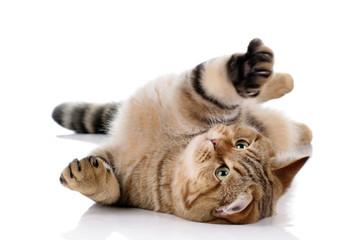 A cat lying on its back

Description automatically generated