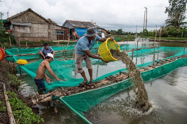 Ngành tôm Việt Nam bị tố cáo lạm dụng lao động trẻ em, bóc lột người lao động để giảm giá thành