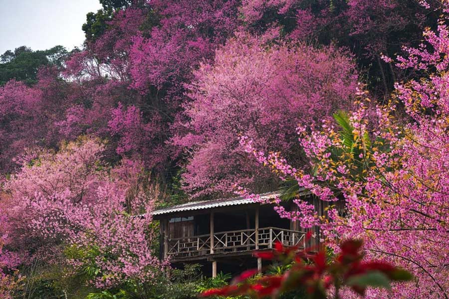 7 Endroits magnifiques pour admirer les fleurs de cerisier en Thaïlande