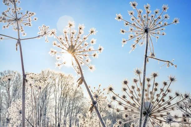 15 Windy Fields Under Open Skies, open field, sky breeze, nature, landscape, flowing grass, air motion