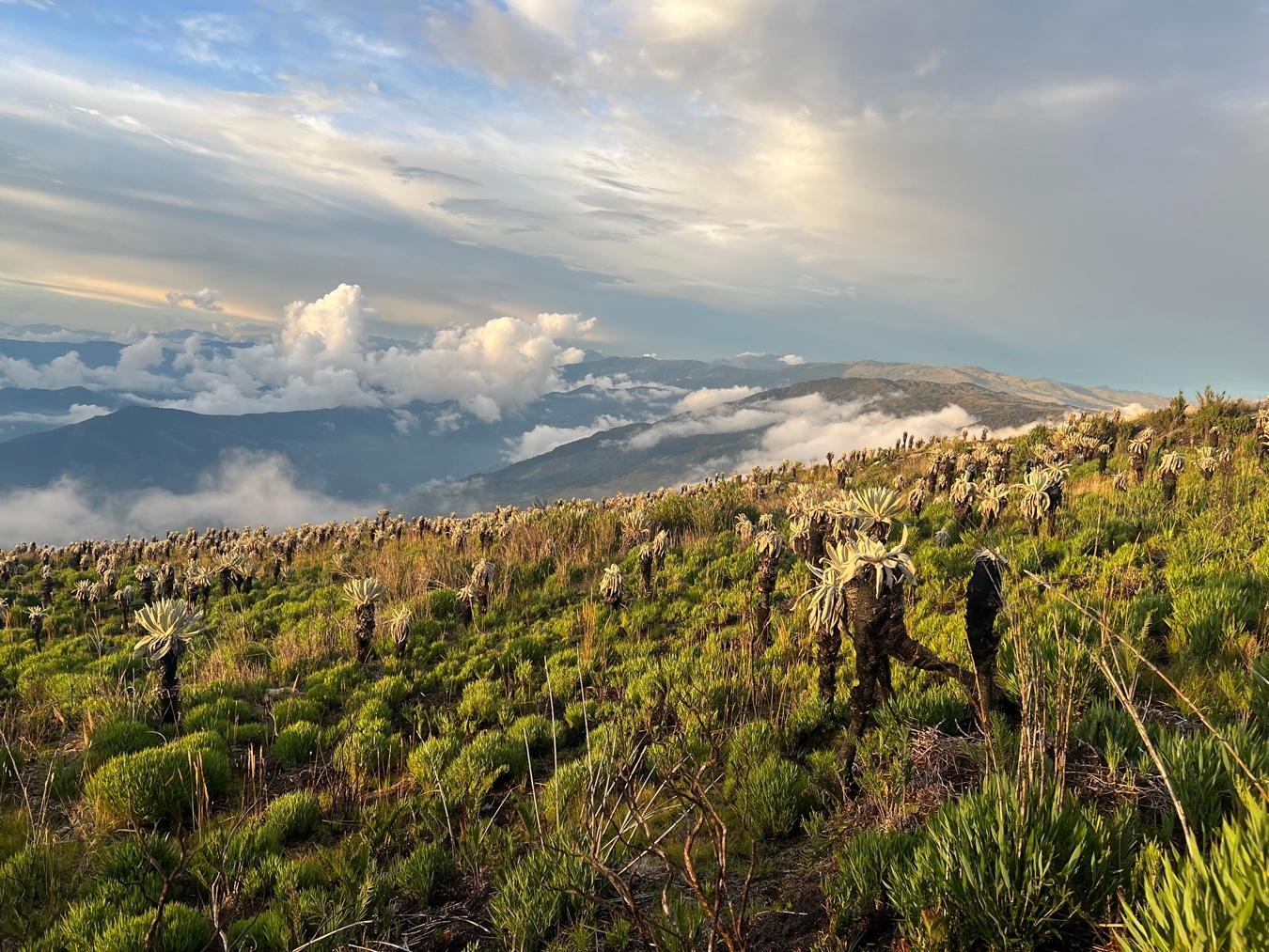 Bucaramanga será sede de la Tercera Cumbre de Páramos 2024: Un llamado a la acción para proteger los ecosistemas estratégicos de la región