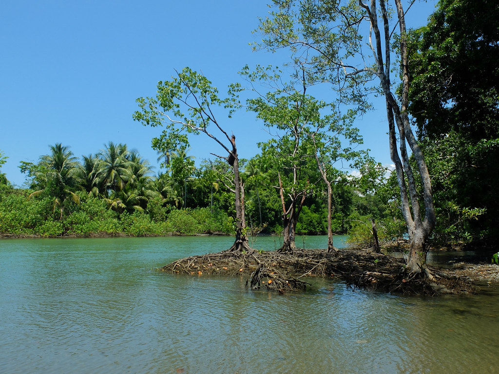 A view of Corcovado National Park with water and trees.