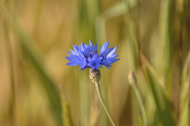 Dayflower