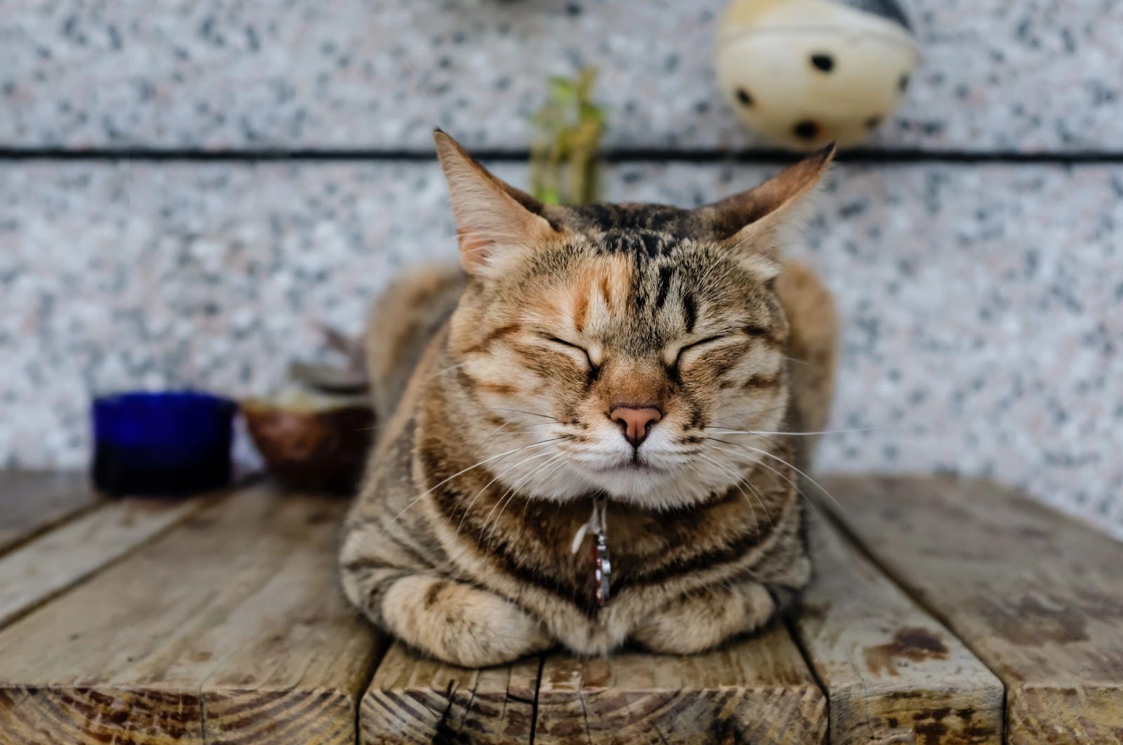 Lindo gato durmiendo sobre la mesa