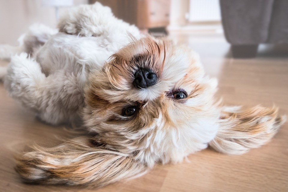 a cute dog lying on the back on the floor