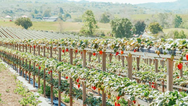 Strawberry plantation