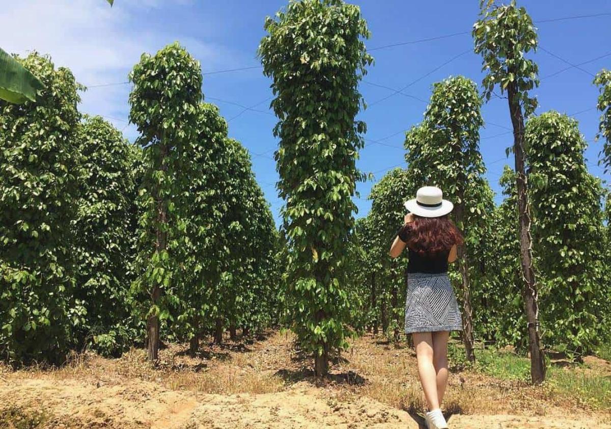 A person walking in a field of tall trees

Description automatically generated