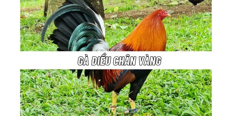 Đặc điểm sức khỏe, kỹ năng của những cá thể gà tre điều chân vàng