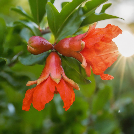 Ideal Growing Conditions for Pomegranate Flowers