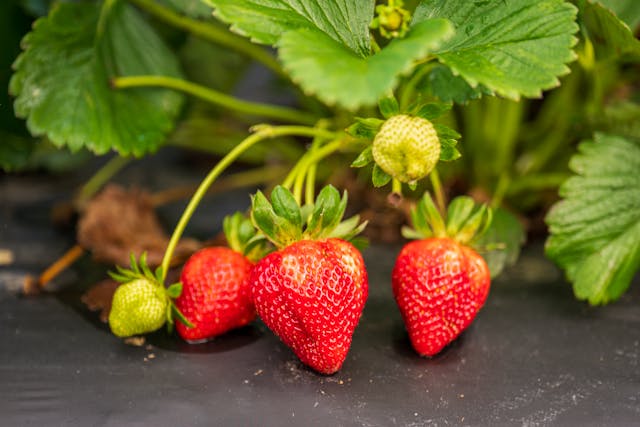Closeup of a Strawberry Plant