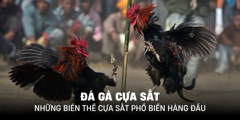 Các biến thể đá gà cựa sắt đang chiếm xu hướng thi đấu trên thị trường hiện tại