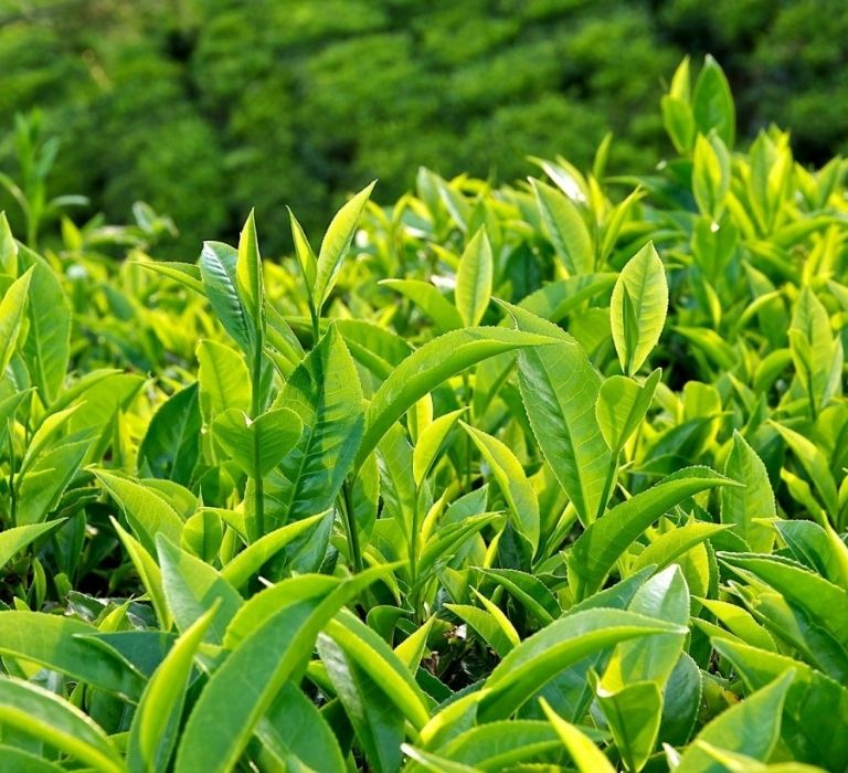 Công nghệ gia công dầu gội đầu trà xanh- Bí quyết cho mái tóc khỏe đẹp
