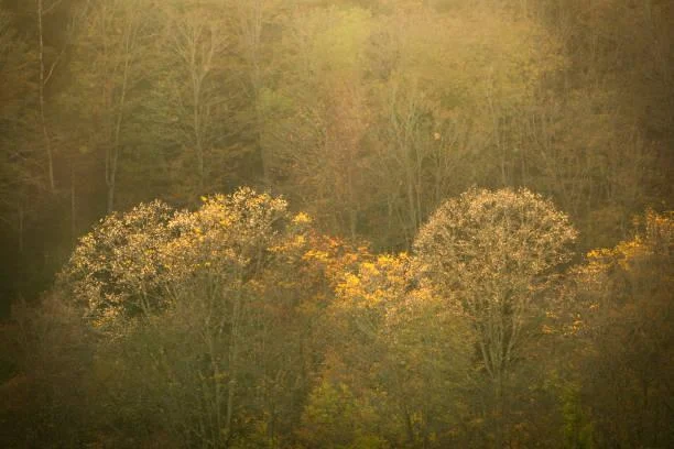 25 River Landscapes Framed by Autumn Trees, autumn river, seasonal flow, nature, landscape, golden leaves, scenic water