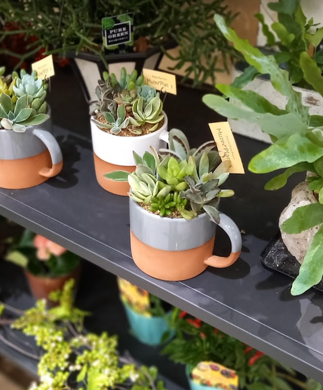 多肉植物がのった16‐shelfの写真