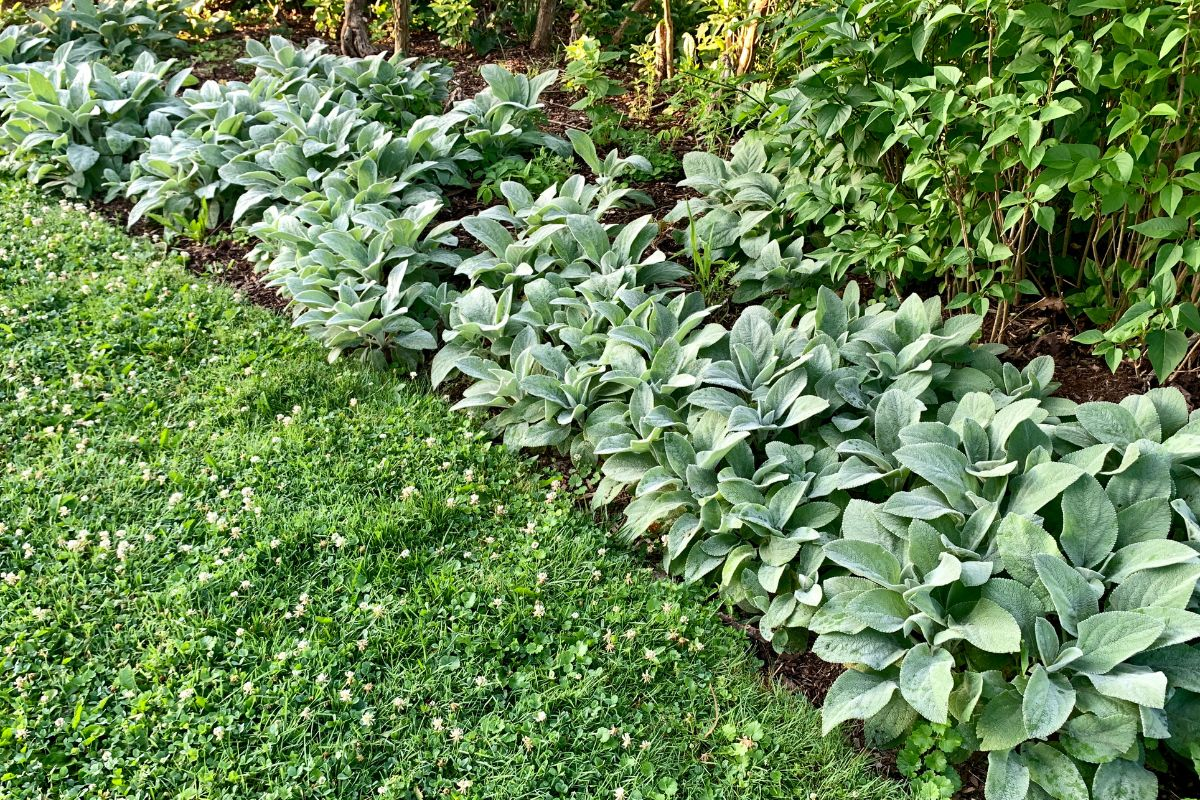 The Benefits of Lamb’s Ear in Garden Design