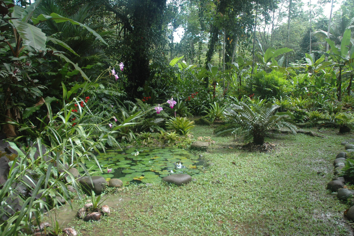 Manzanillo rainforest
