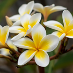 flower name in sanskrit chart
