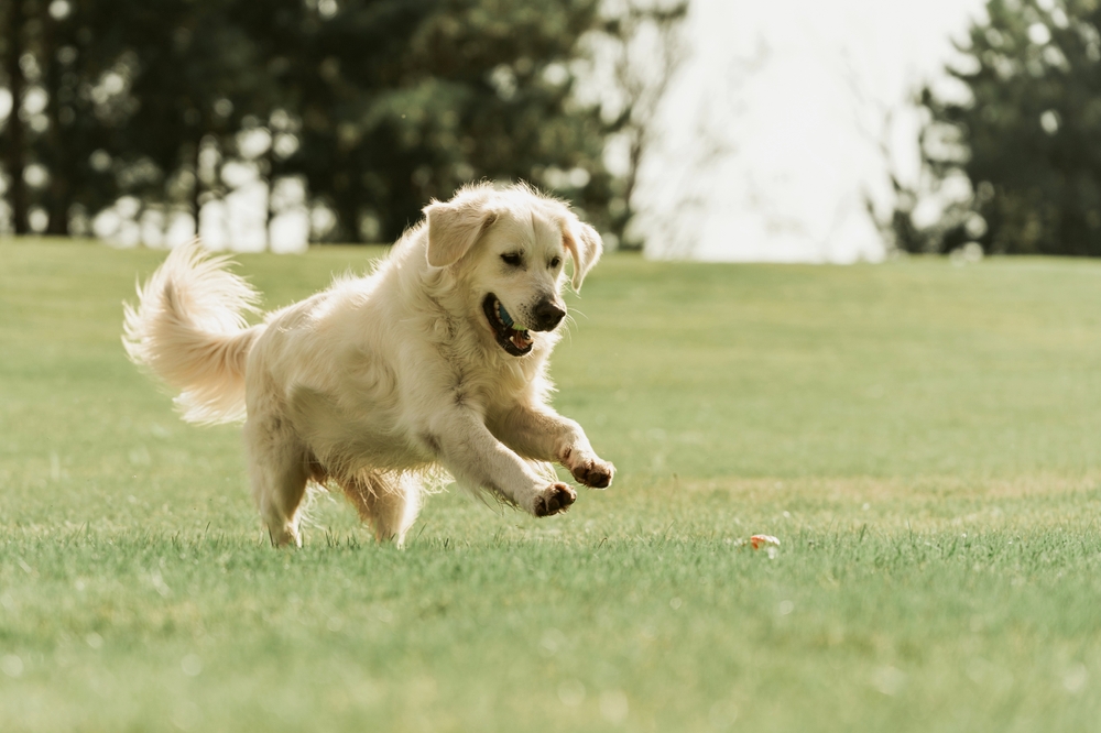Movement is important for a dog’s digestive health  - a golden Retriever playing in the park.