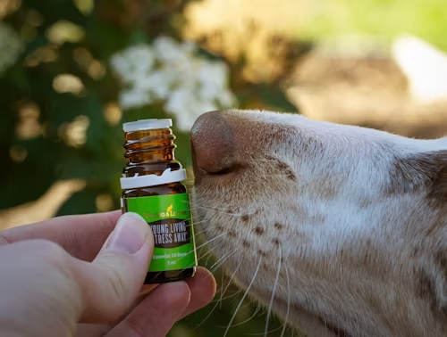 A Dog's Nose is Wet to Help Absorb Scent Chemicals