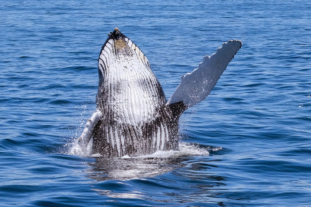 One whale is out of the clean and clear water 