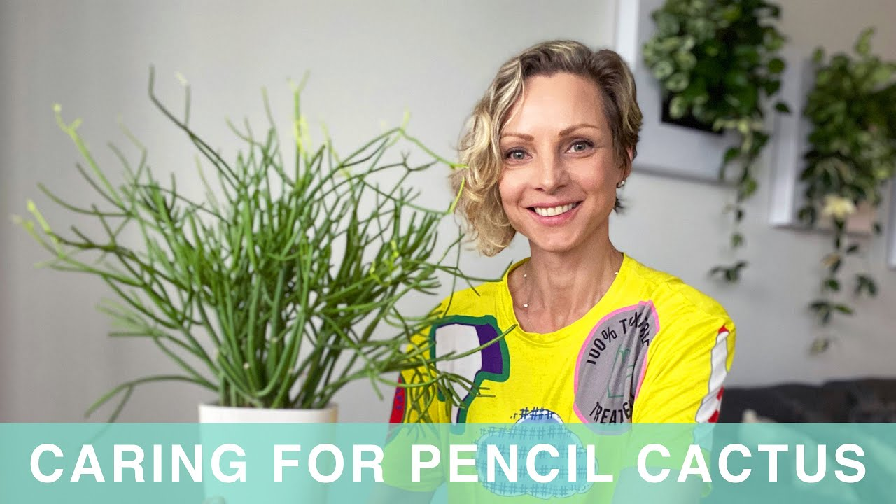 Pencil Cactus Care Guide